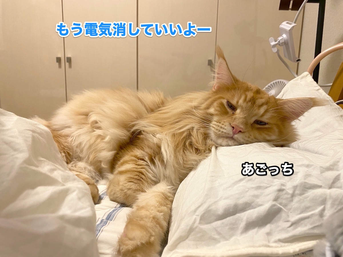 f:id:chikojirou:20201008204252j:plain