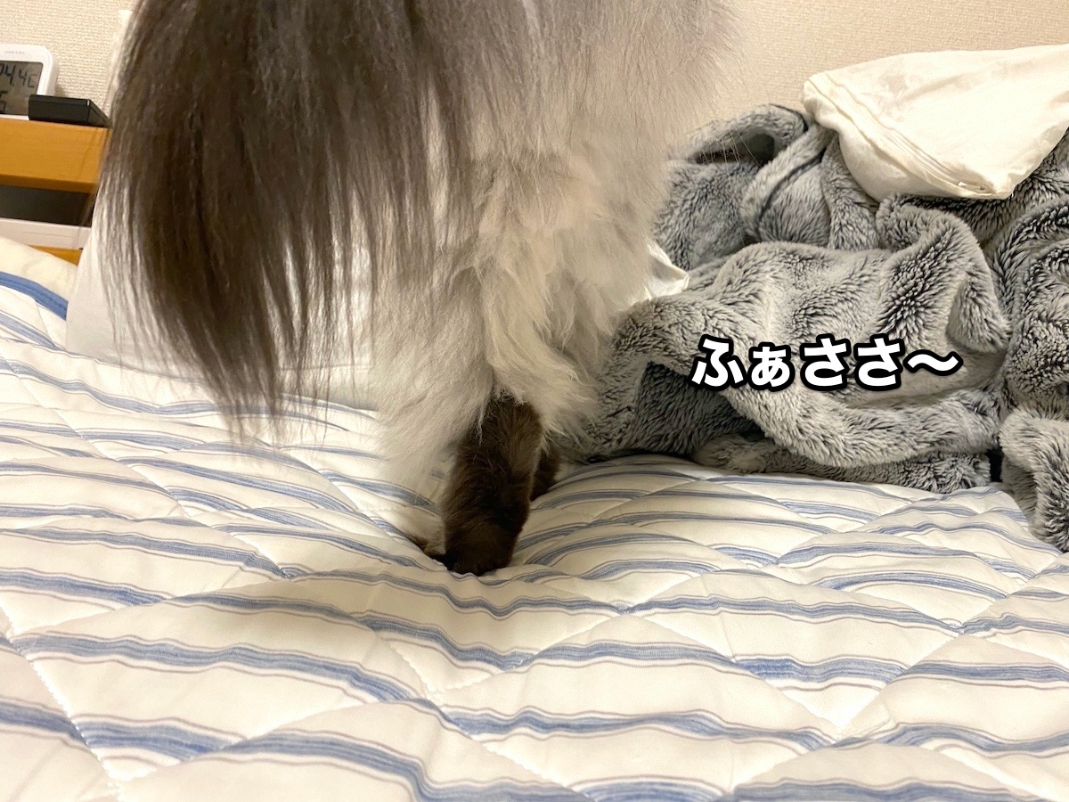 f:id:chikojirou:20201008204258j:plain