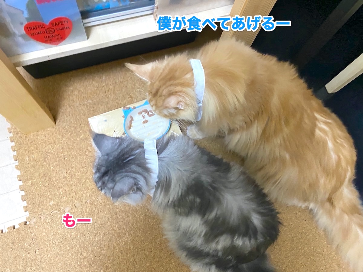 f:id:chikojirou:20201008204318j:plain