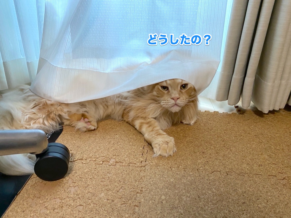 f:id:chikojirou:20201009210045j:plain f:id:chikojirou:20201009210045j:plain