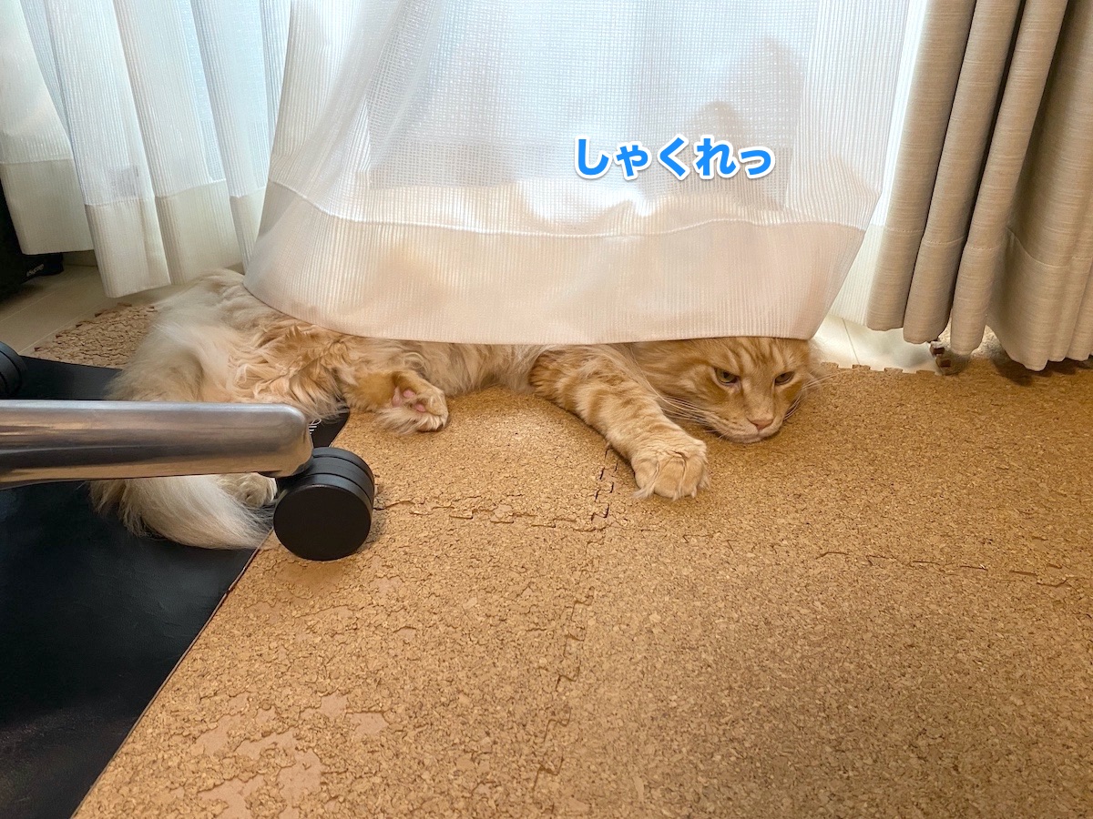 f:id:chikojirou:20201009210050j:plain f:id:chikojirou:20201009210050j:plain