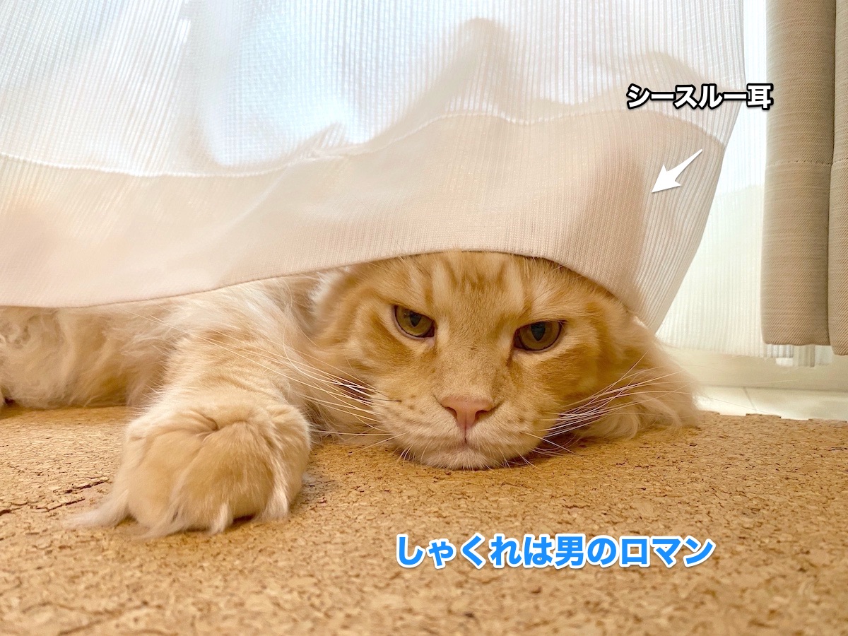 f:id:chikojirou:20201009210053j:plain f:id:chikojirou:20201009210053j:plain