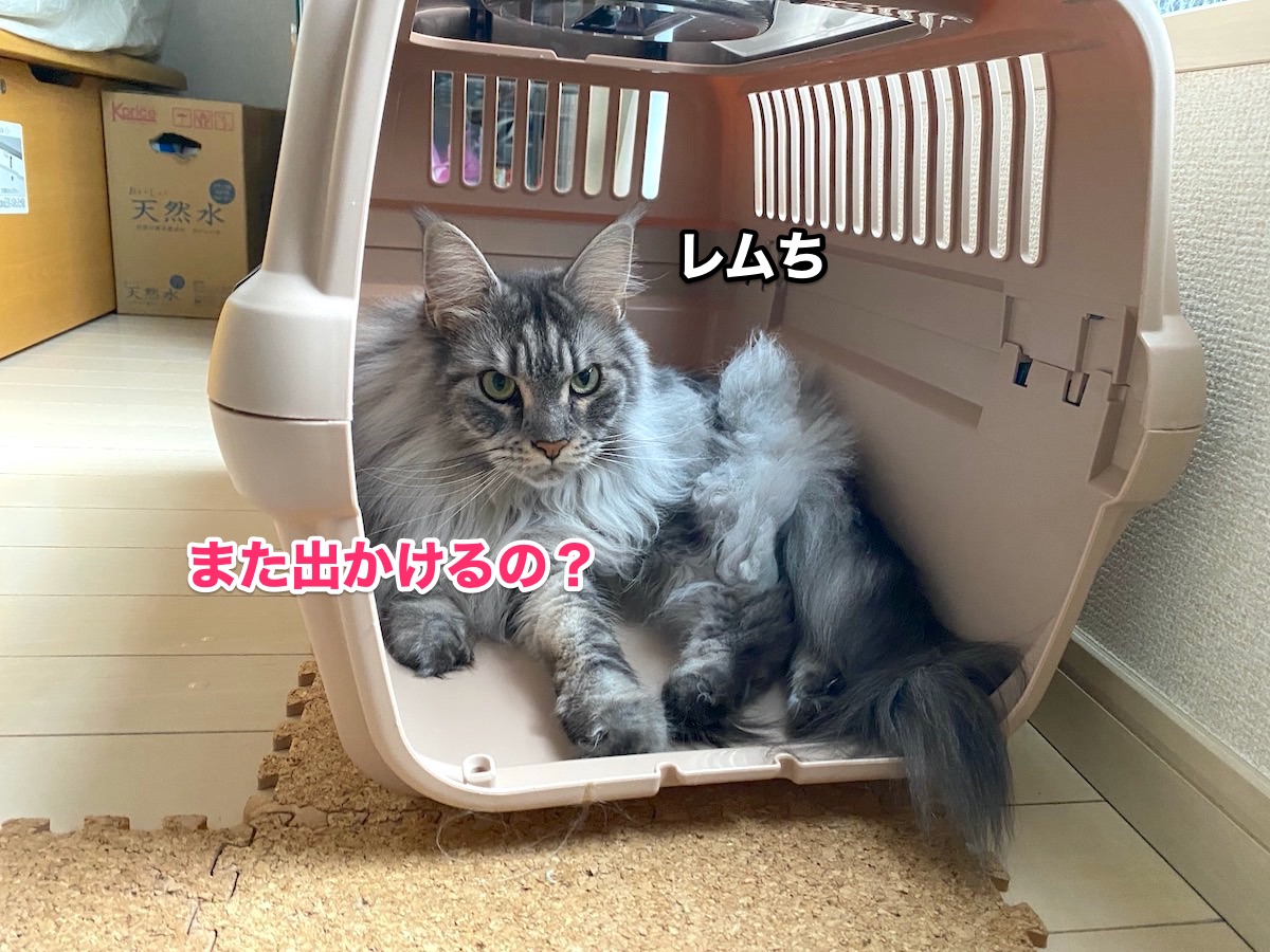f:id:chikojirou:20201009210057j:plain f:id:chikojirou:20201009210057j:plain