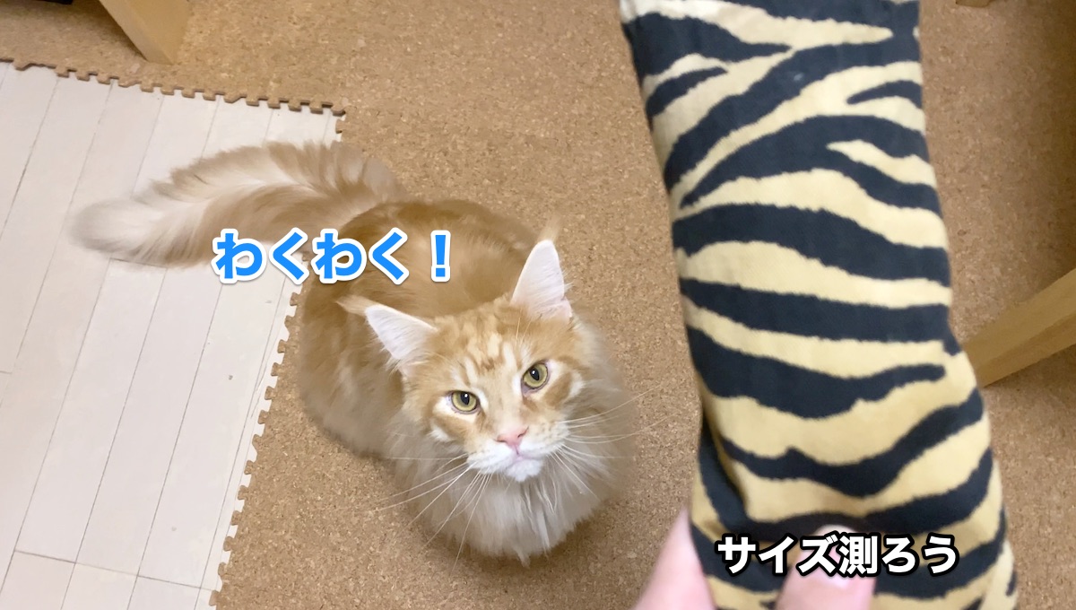 f:id:chikojirou:20201009210100j:plain f:id:chikojirou:20201009210100j:plain