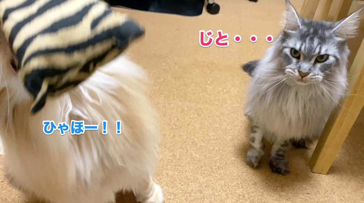 f:id:chikojirou:20201009210105j:plain f:id:chikojirou:20201009210105j:plain