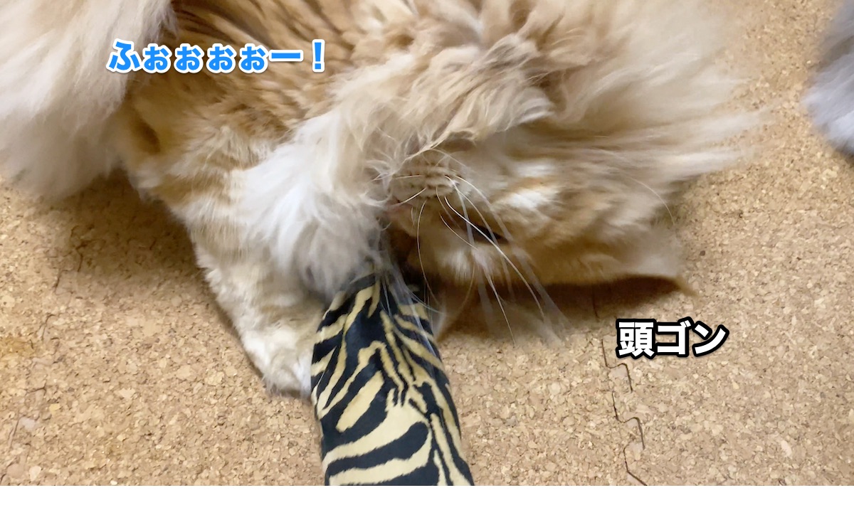 f:id:chikojirou:20201009210108j:plain f:id:chikojirou:20201009210108j:plain