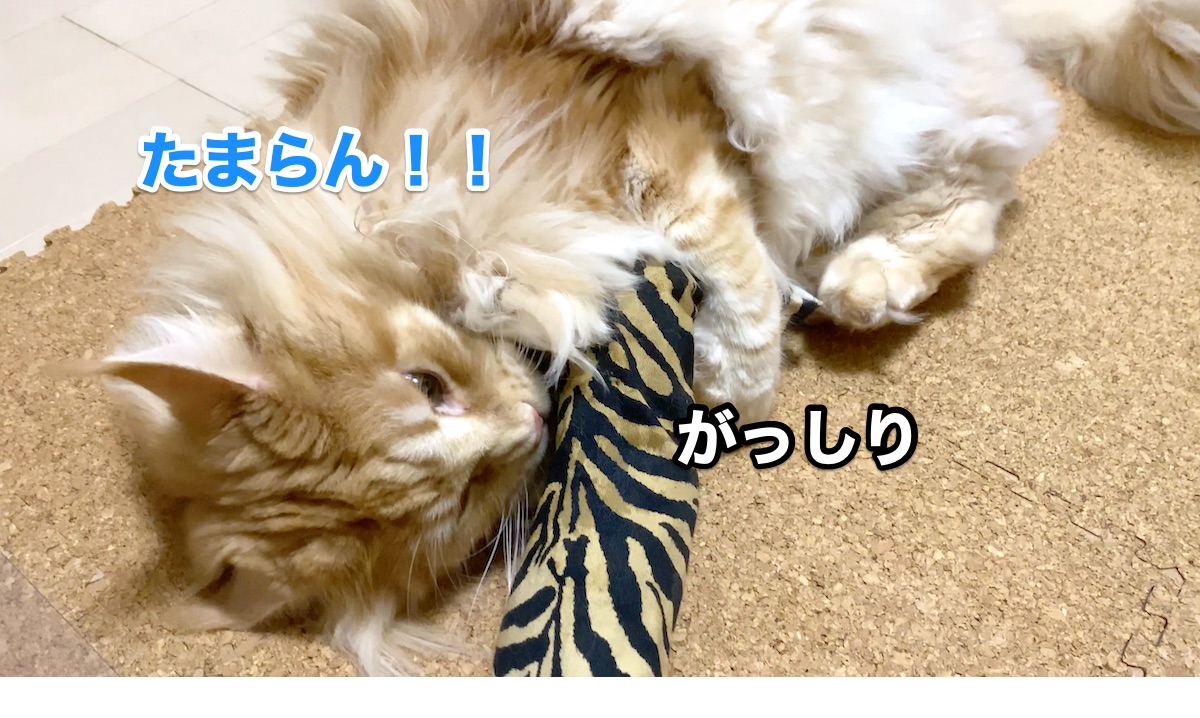 f:id:chikojirou:20201009210111j:plain f:id:chikojirou:20201009210111j:plain