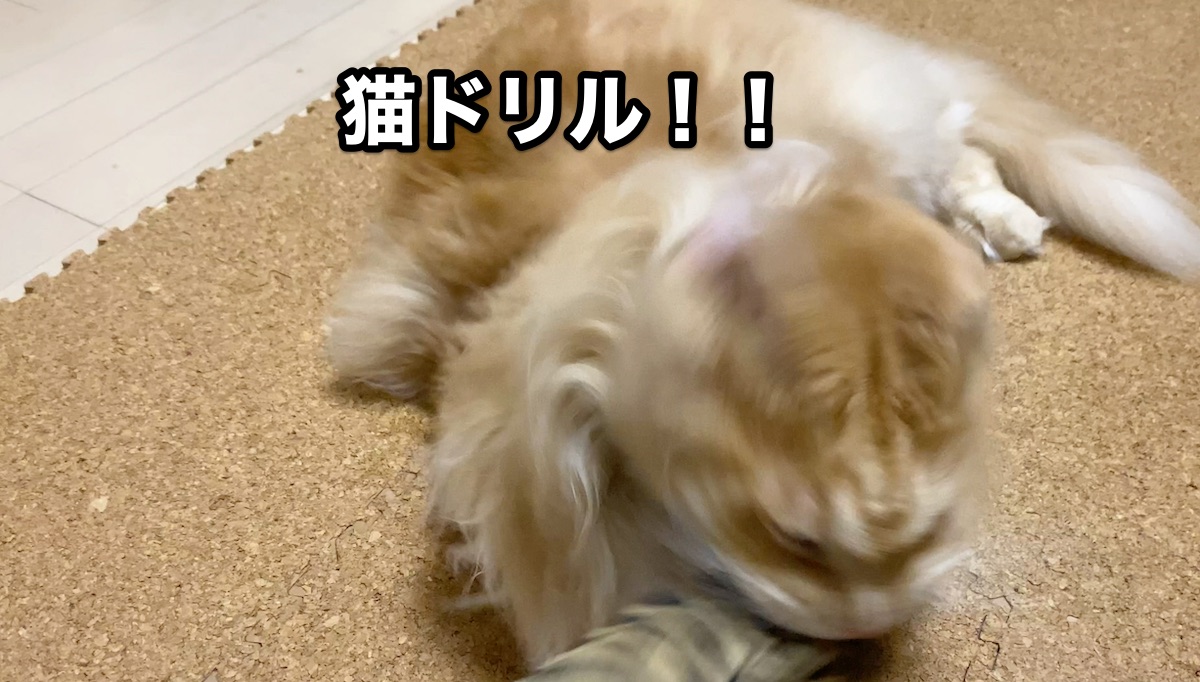 f:id:chikojirou:20201009210114j:plain f:id:chikojirou:20201009210114j:plain