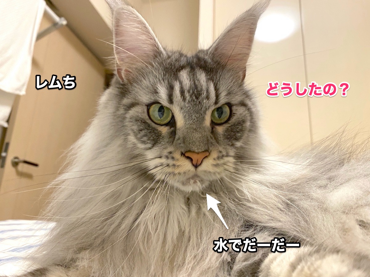 f:id:chikojirou:20201011203505j:plain