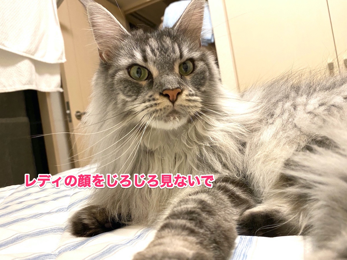 f:id:chikojirou:20201011203508j:plain