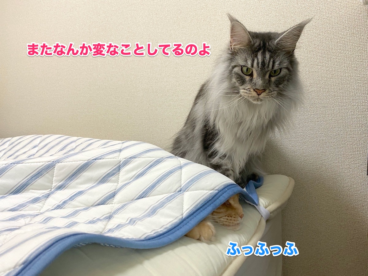 f:id:chikojirou:20201011203516j:plain