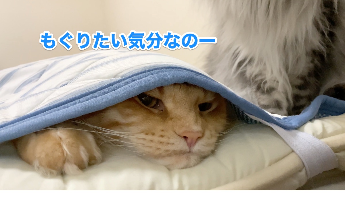 f:id:chikojirou:20201011203519j:plain