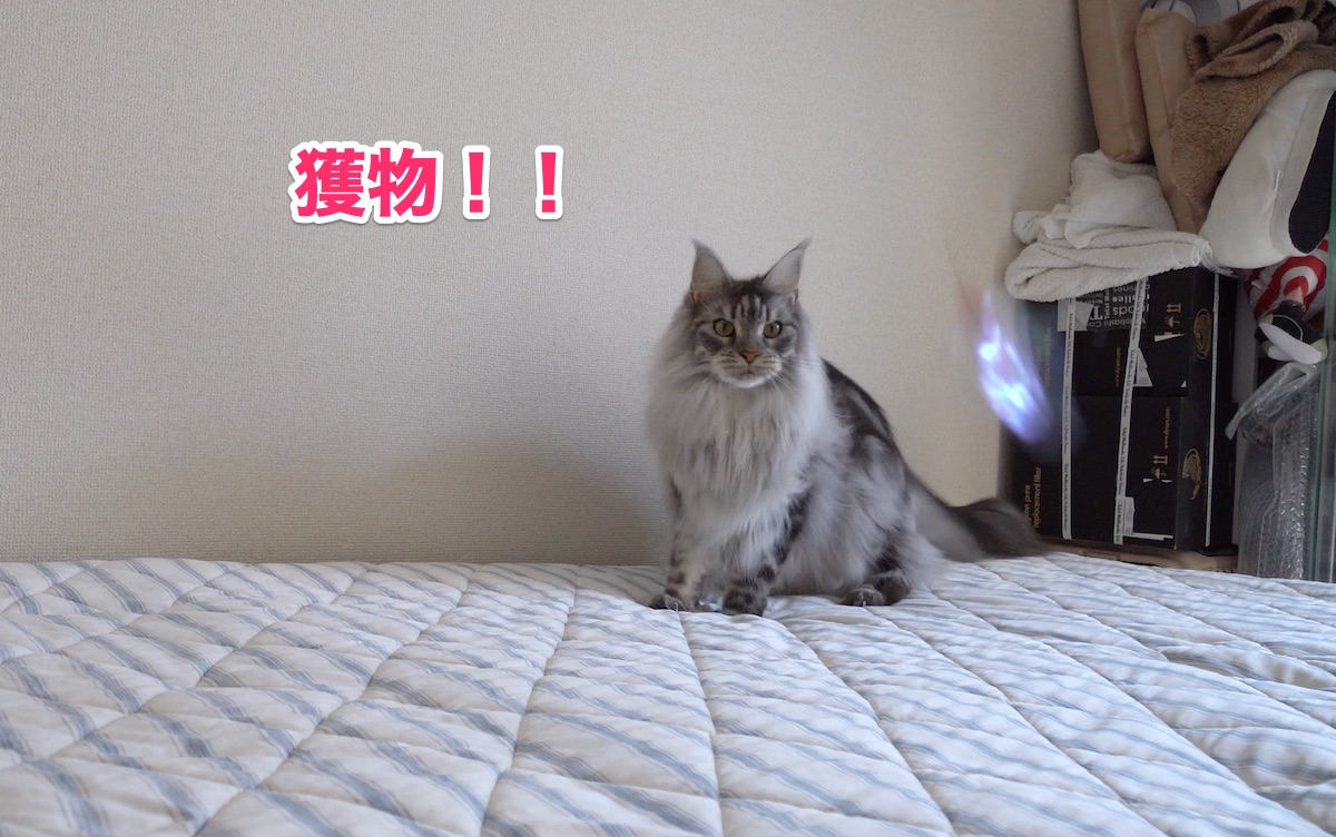 f:id:chikojirou:20201011203522j:plain