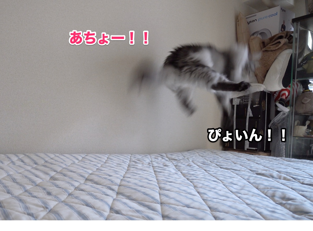 f:id:chikojirou:20201011203526j:plain