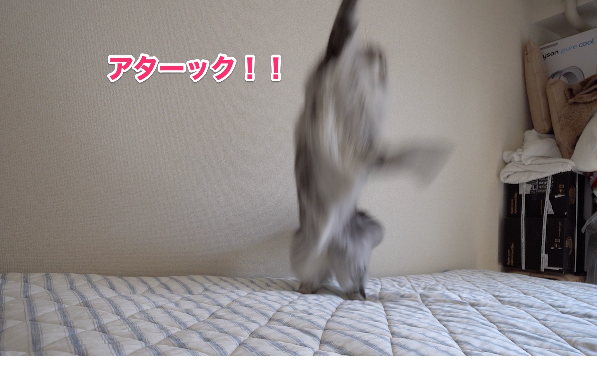 f:id:chikojirou:20201011203531j:plain