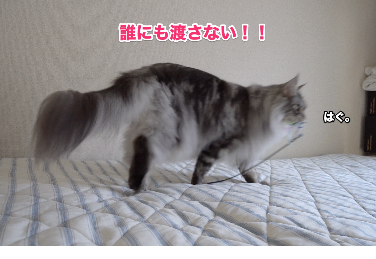 f:id:chikojirou:20201011203534j:plain