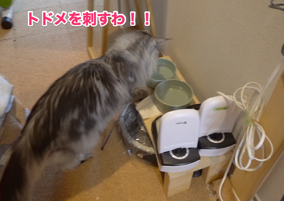 f:id:chikojirou:20201011203537j:plain