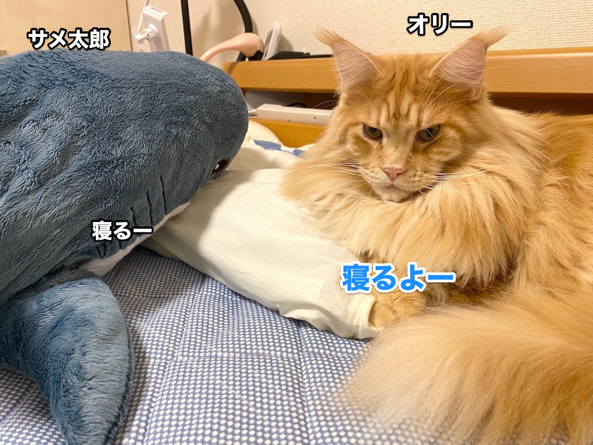 f:id:chikojirou:20201013204118j:plain f:id:chikojirou:20201013204118j:plain