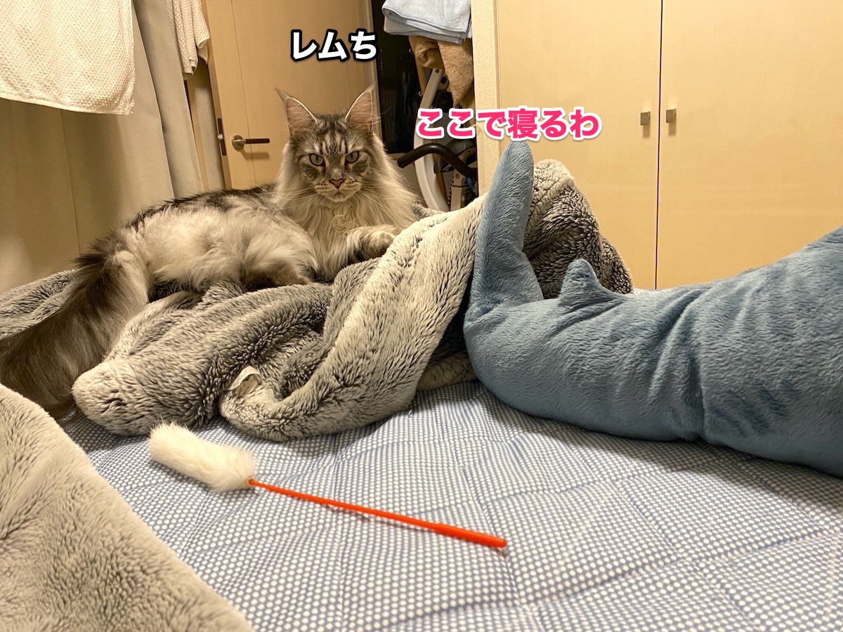 f:id:chikojirou:20201013204123j:plain f:id:chikojirou:20201013204123j:plain