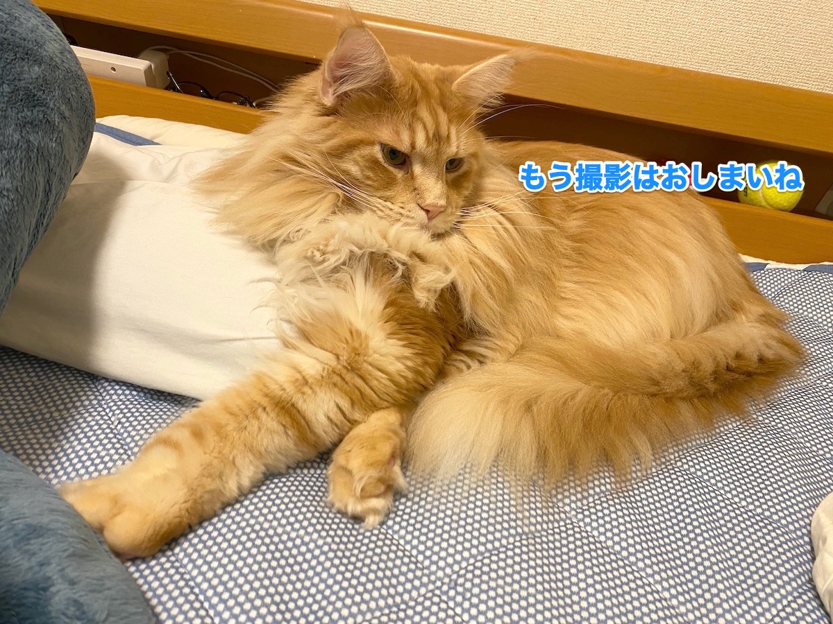 f:id:chikojirou:20201013204127j:plain f:id:chikojirou:20201013204127j:plain