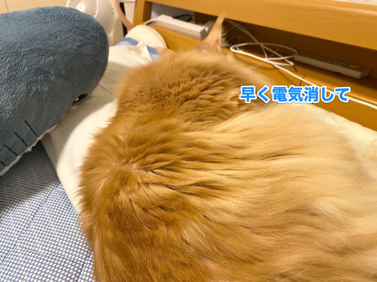 f:id:chikojirou:20201013204133j:plain f:id:chikojirou:20201013204133j:plain