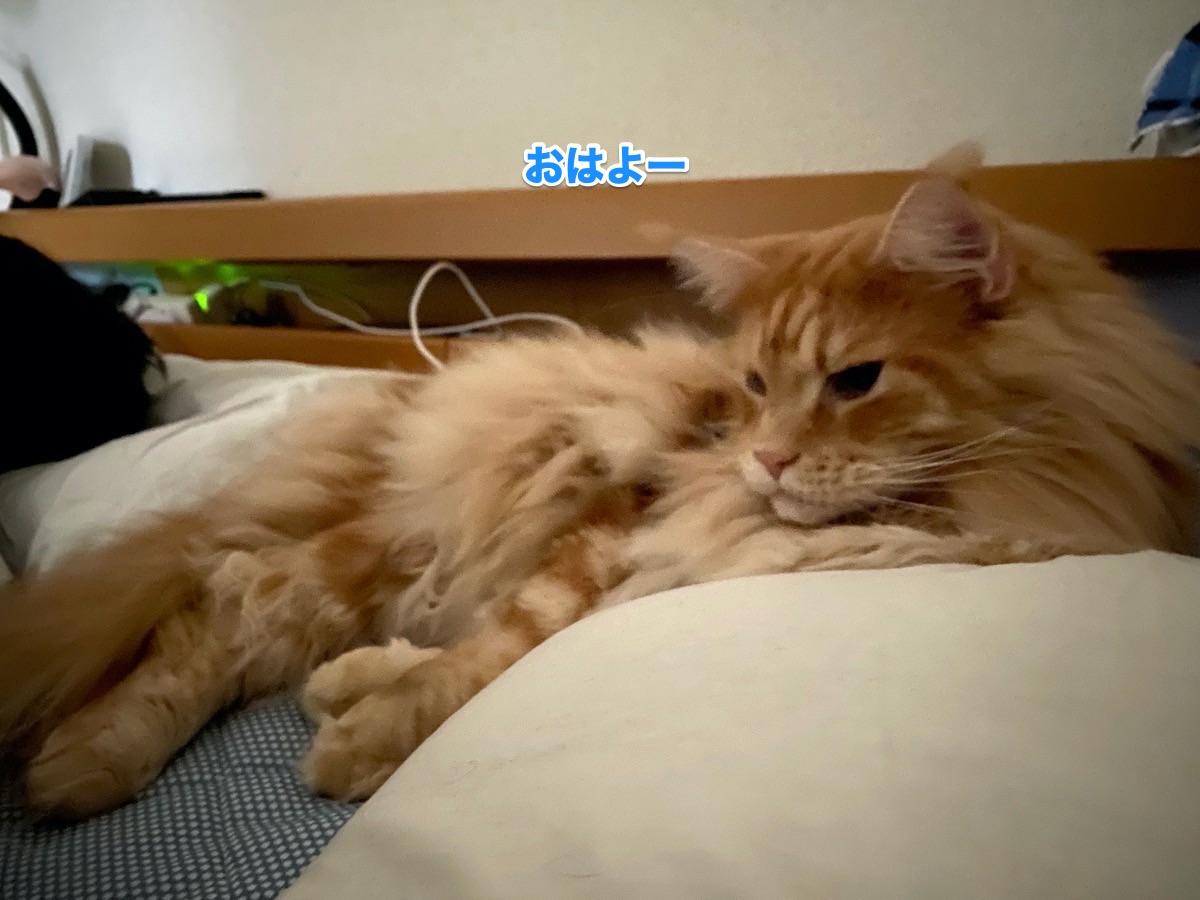 f:id:chikojirou:20201013204138j:plain f:id:chikojirou:20201013204138j:plain