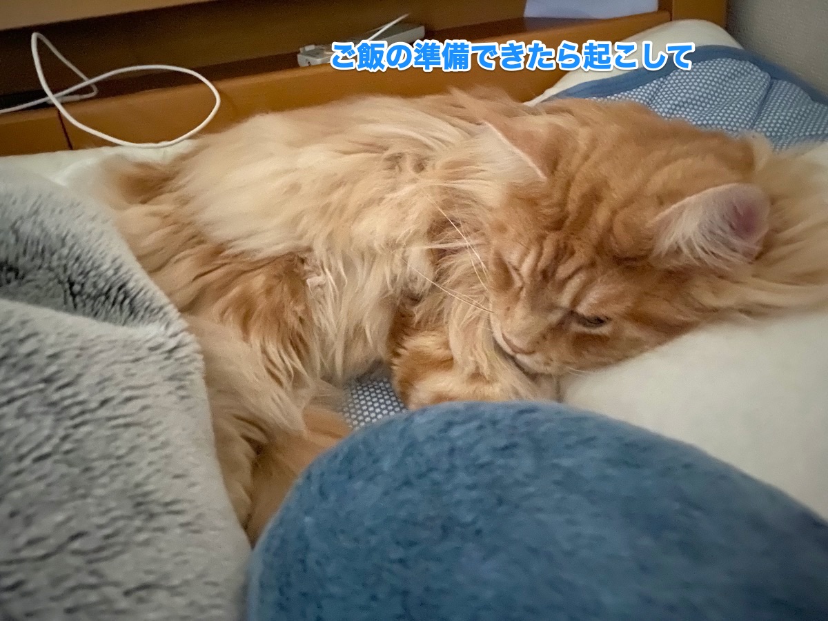 f:id:chikojirou:20201013204145j:plain f:id:chikojirou:20201013204145j:plain