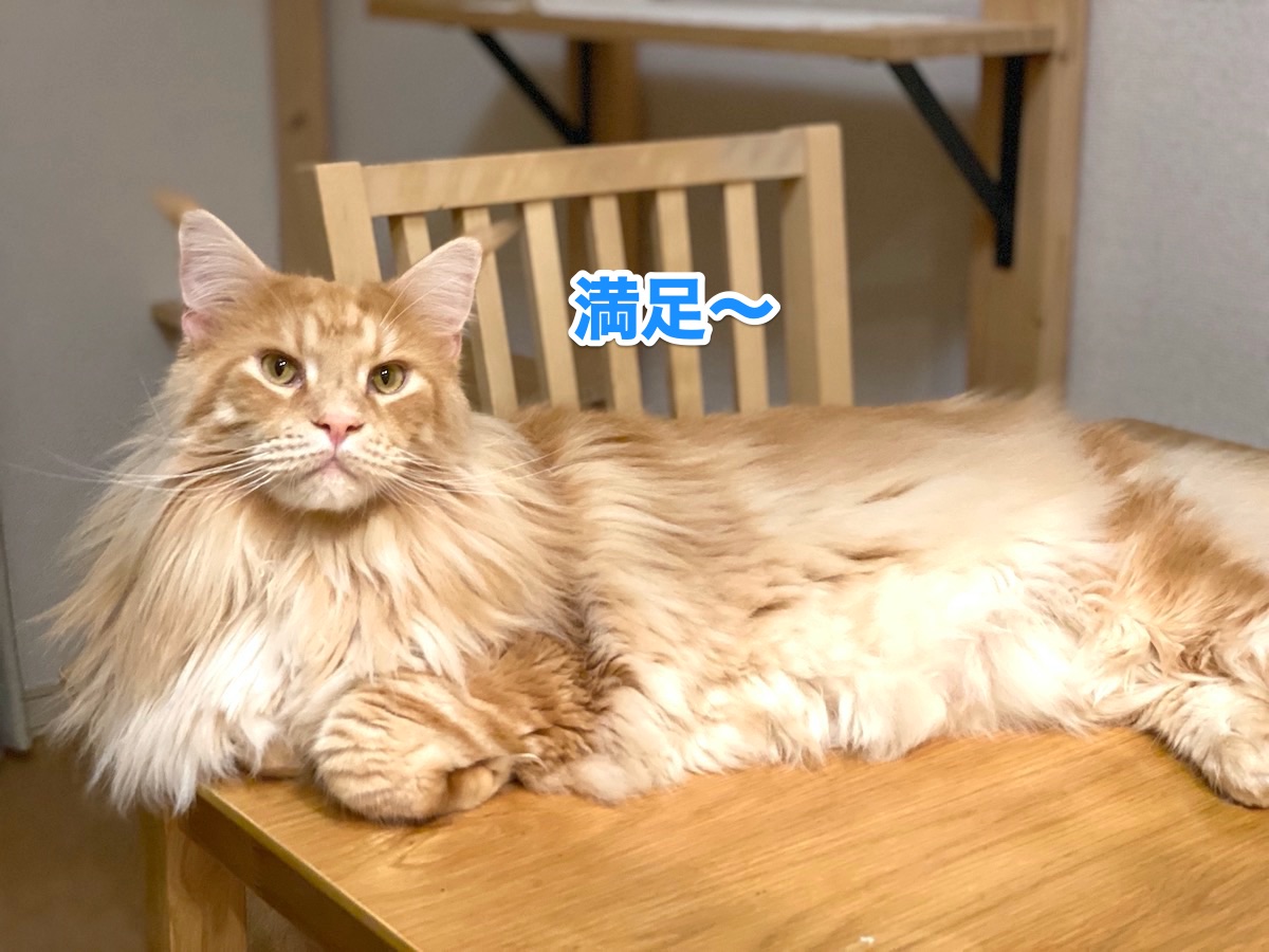 f:id:chikojirou:20201013204149j:plain f:id:chikojirou:20201013204149j:plain