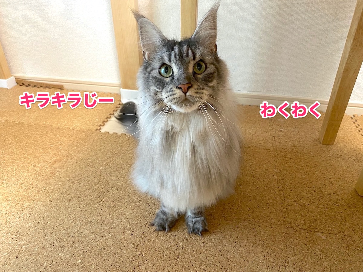 f:id:chikojirou:20201013204152j:plain f:id:chikojirou:20201013204152j:plain