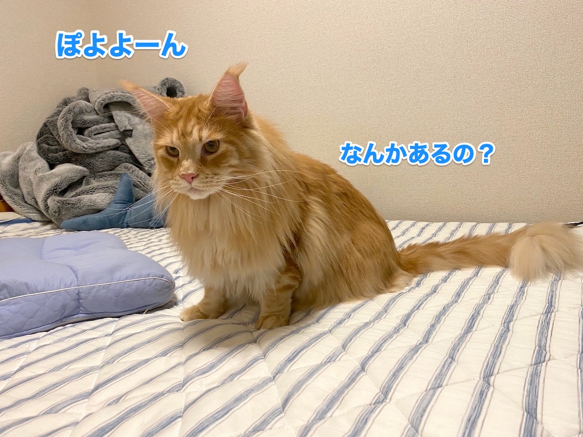 f:id:chikojirou:20201015204347j:plain