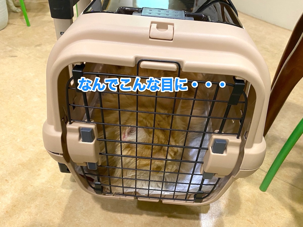 f:id:chikojirou:20201015204358j:plain