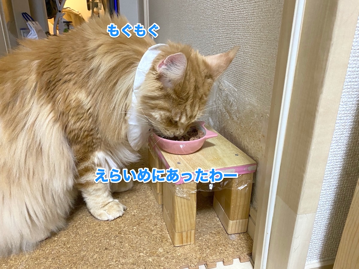 f:id:chikojirou:20201015204426j:plain