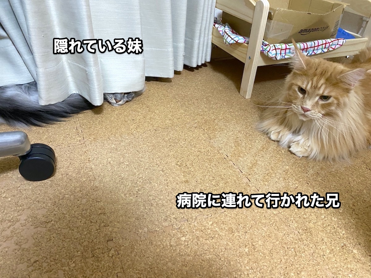 f:id:chikojirou:20201015204430j:plain