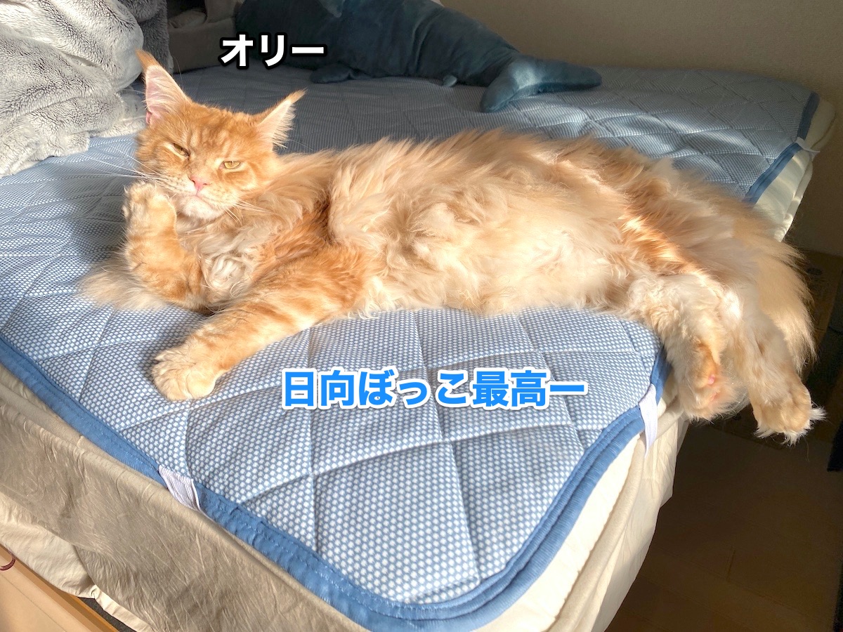 f:id:chikojirou:20201020223839j:plain