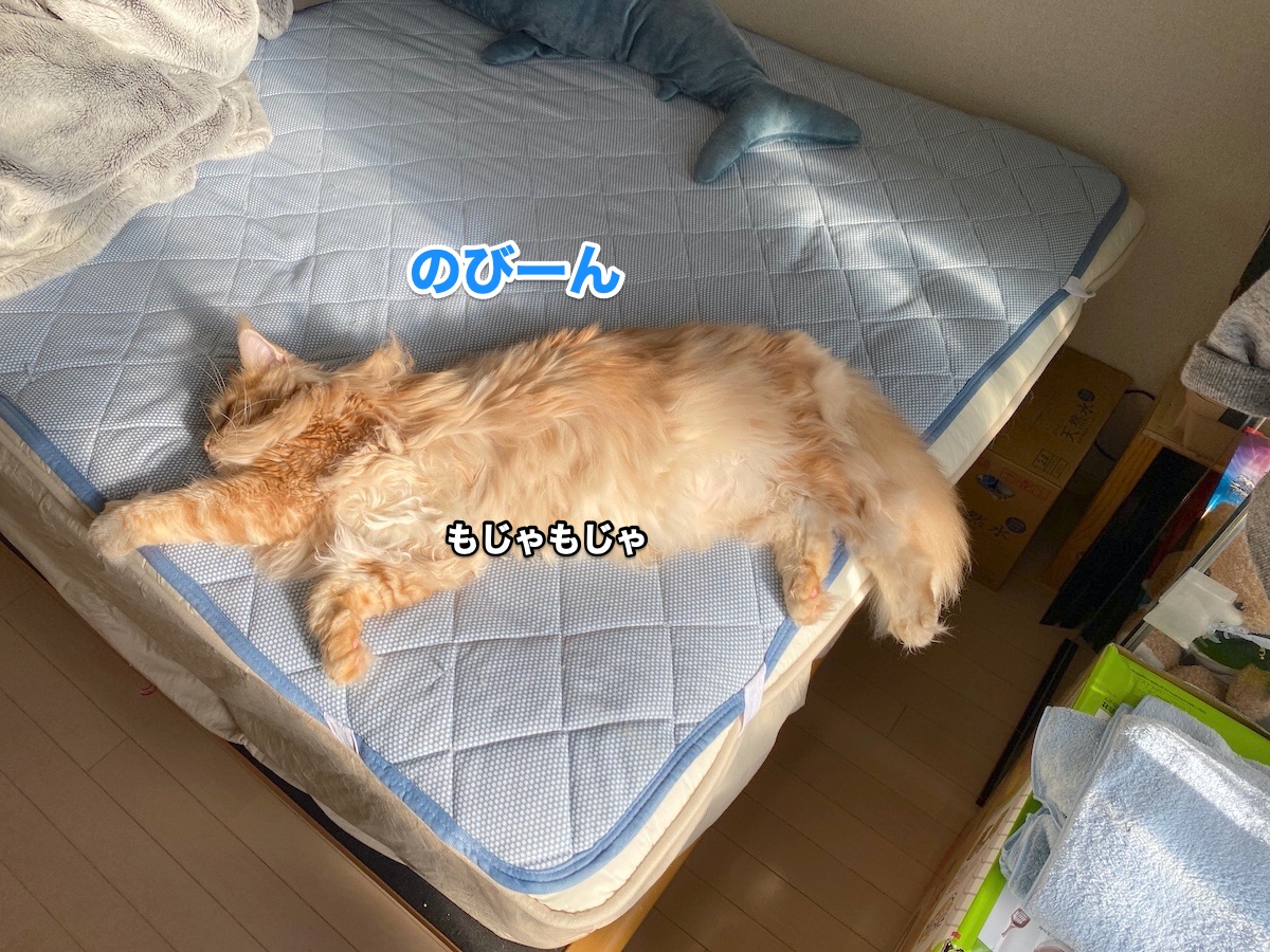 f:id:chikojirou:20201020223844j:plain
