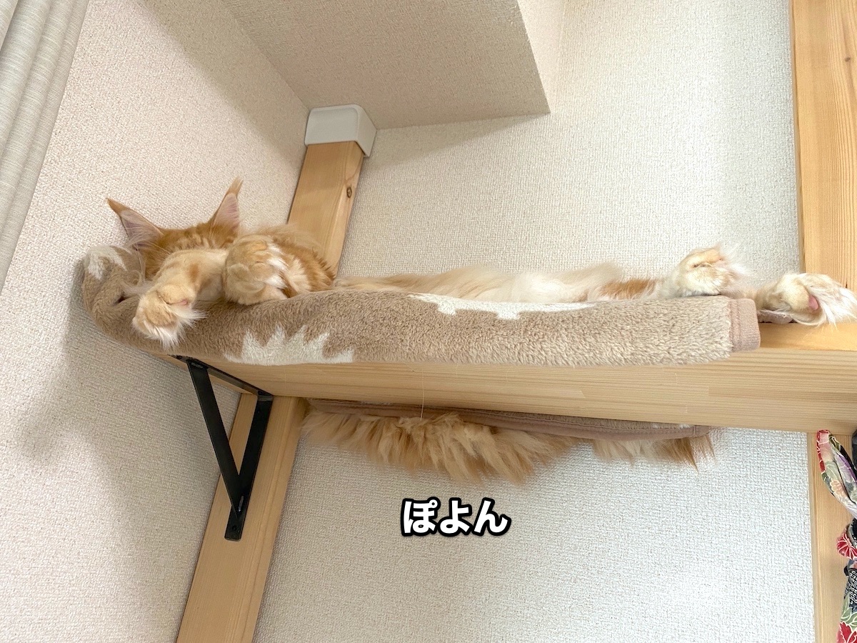 f:id:chikojirou:20201020223852j:plain