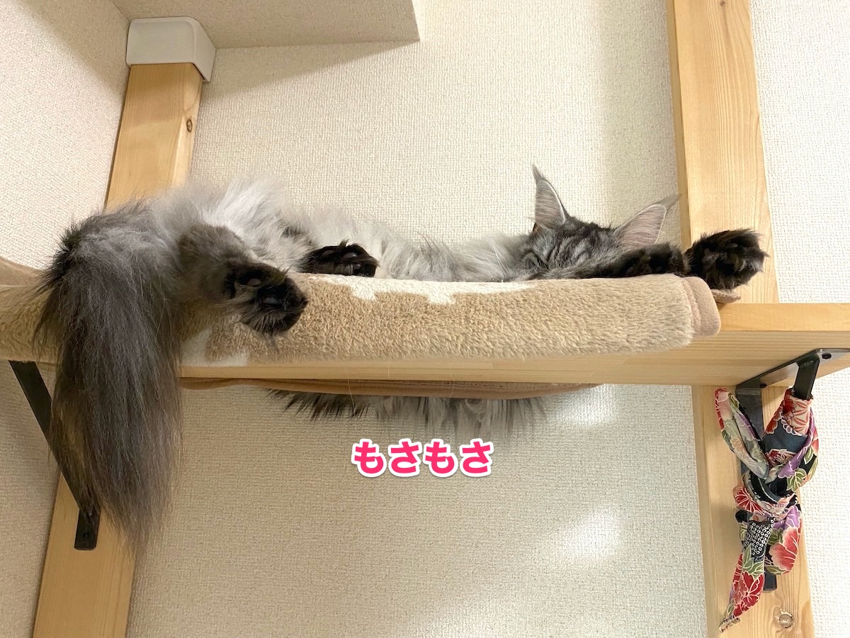 f:id:chikojirou:20201020223905j:plain