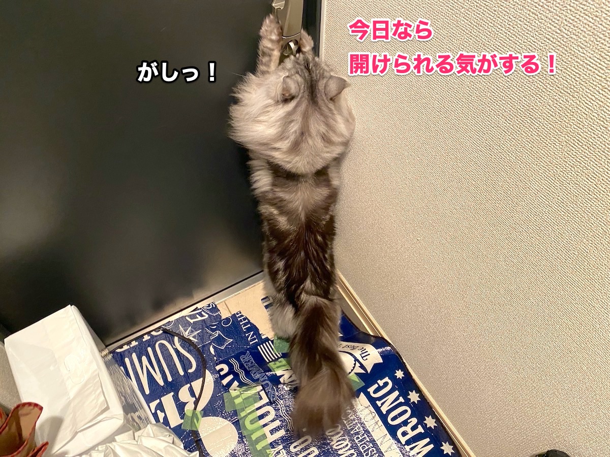 f:id:chikojirou:20201020223912j:plain