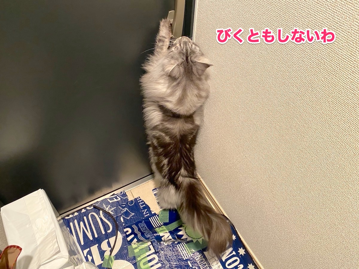 f:id:chikojirou:20201020223915j:plain