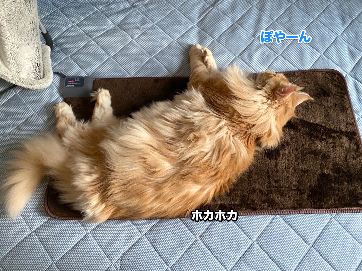 f:id:chikojirou:20201022210659j:plain