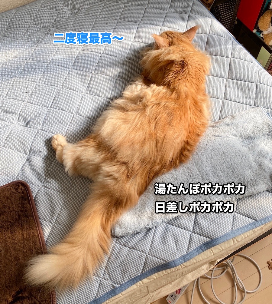 f:id:chikojirou:20201022210713j:plain