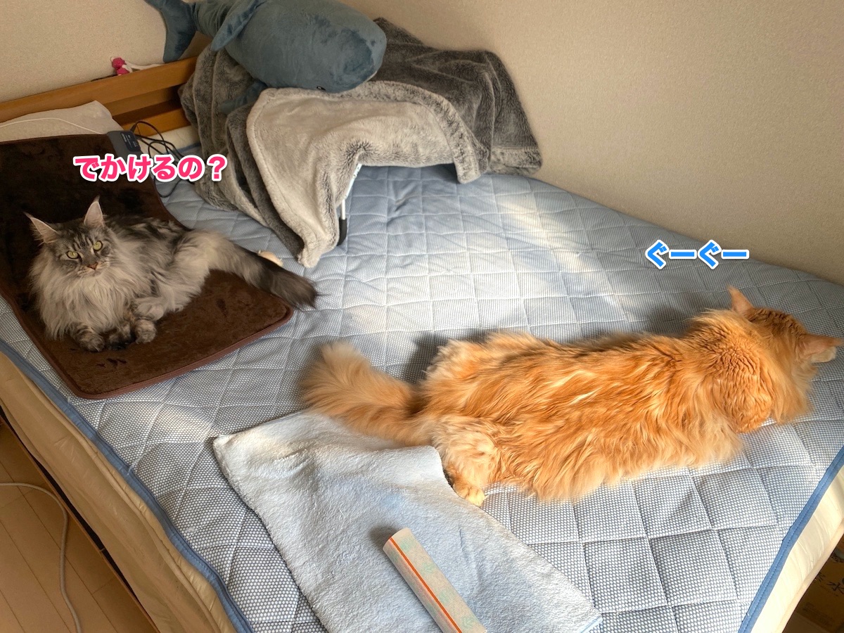 f:id:chikojirou:20201022210719j:plain