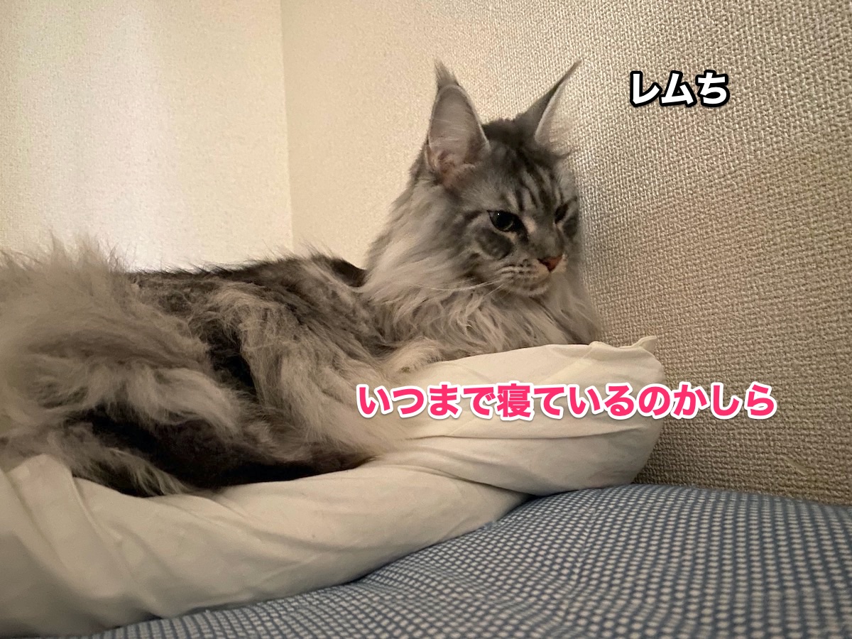 f:id:chikojirou:20201025162935j:plain