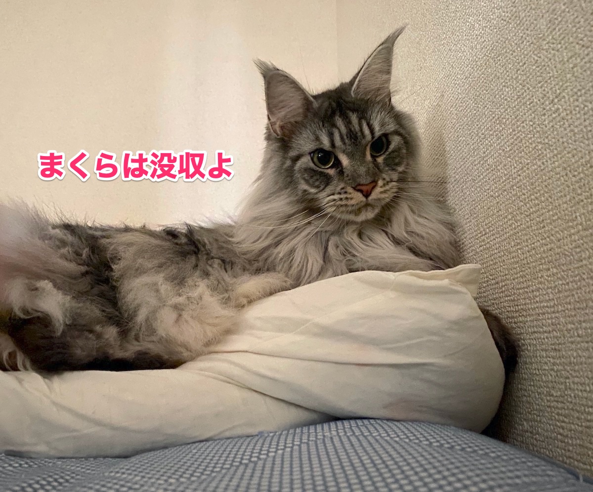 f:id:chikojirou:20201025162939j:plain