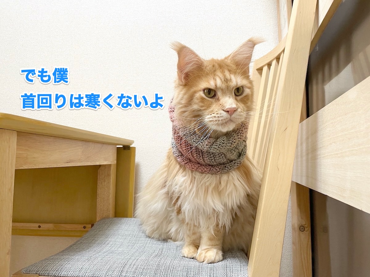 f:id:chikojirou:20201025162949j:plain