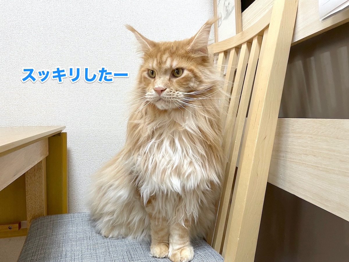 f:id:chikojirou:20201025162956j:plain
