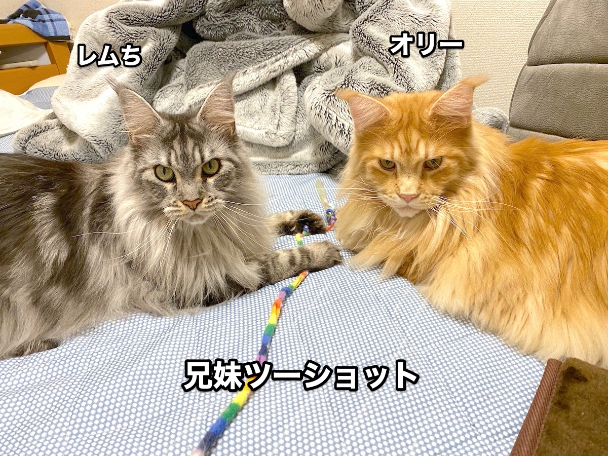 f:id:chikojirou:20201026204333j:plain