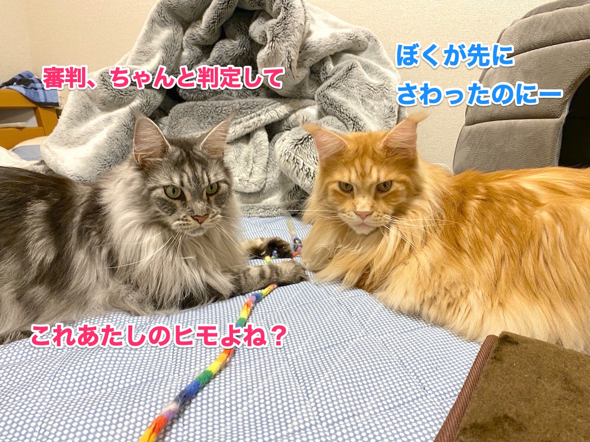 f:id:chikojirou:20201026204336j:plain