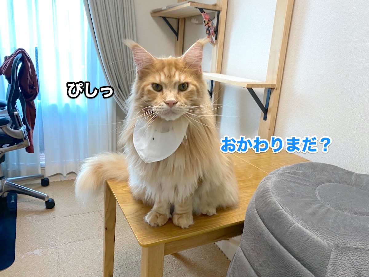 f:id:chikojirou:20201026204340j:plain