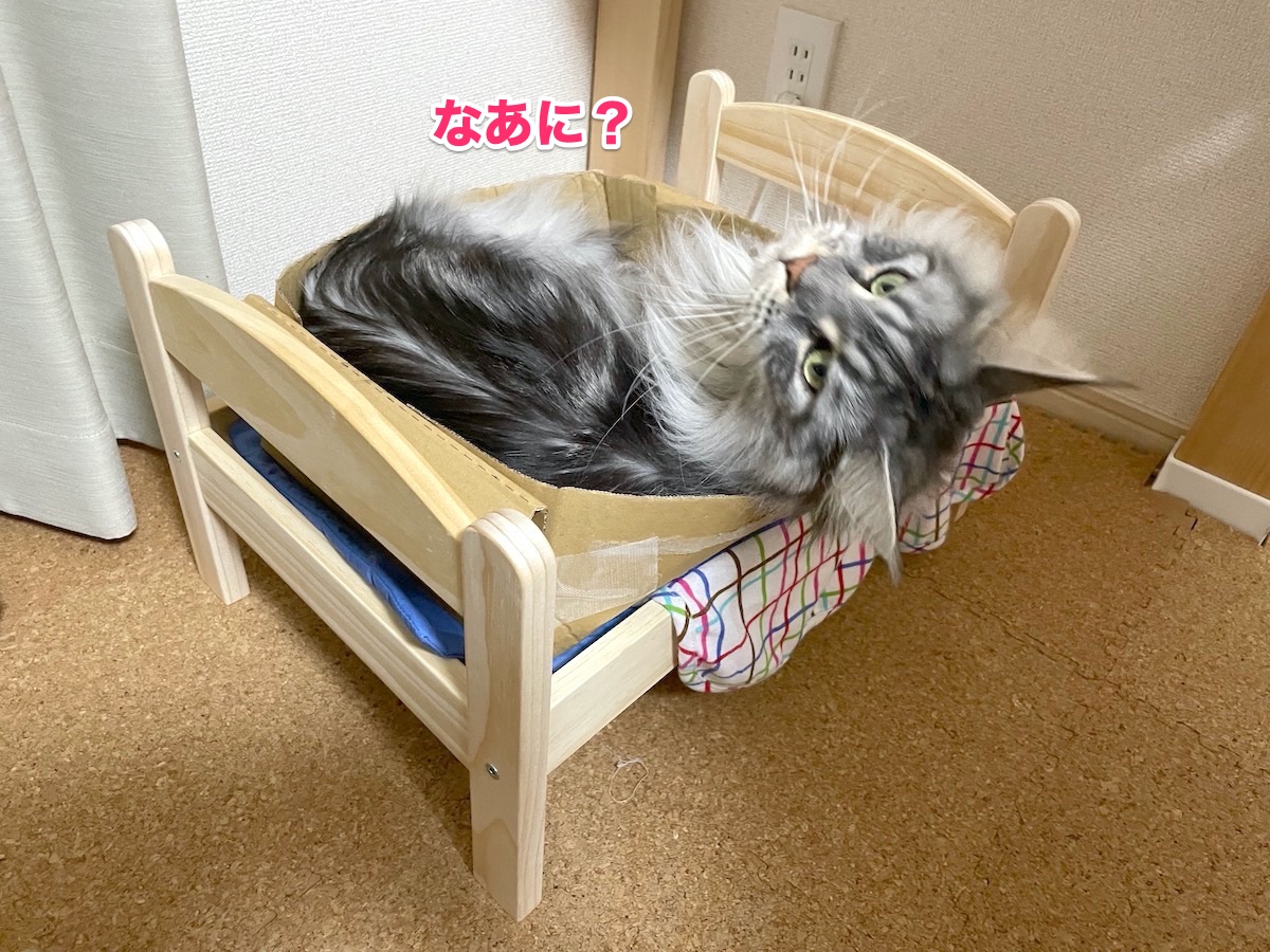 f:id:chikojirou:20201026204350j:plain